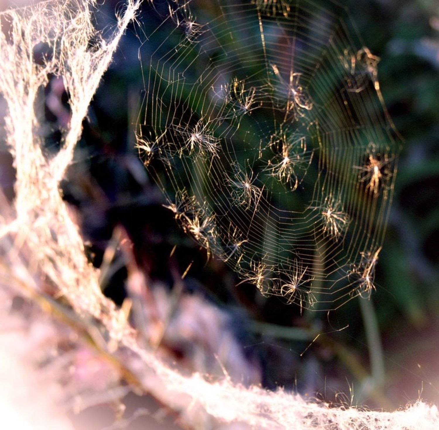 , Светлана Ястребова