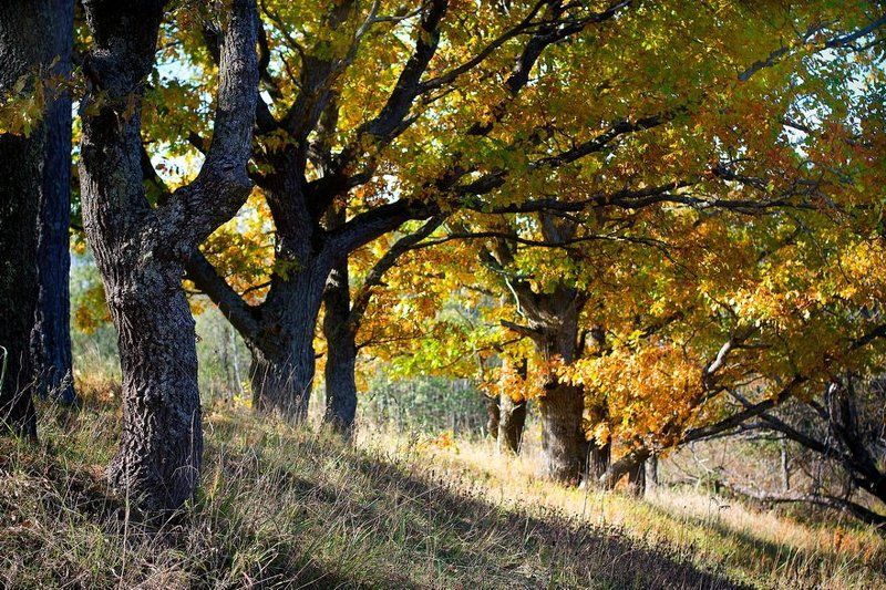 осень, деревня, дуб Дубыphoto preview