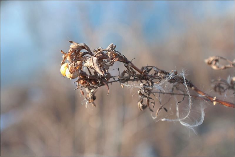 природа Вот и...Осень....photo preview