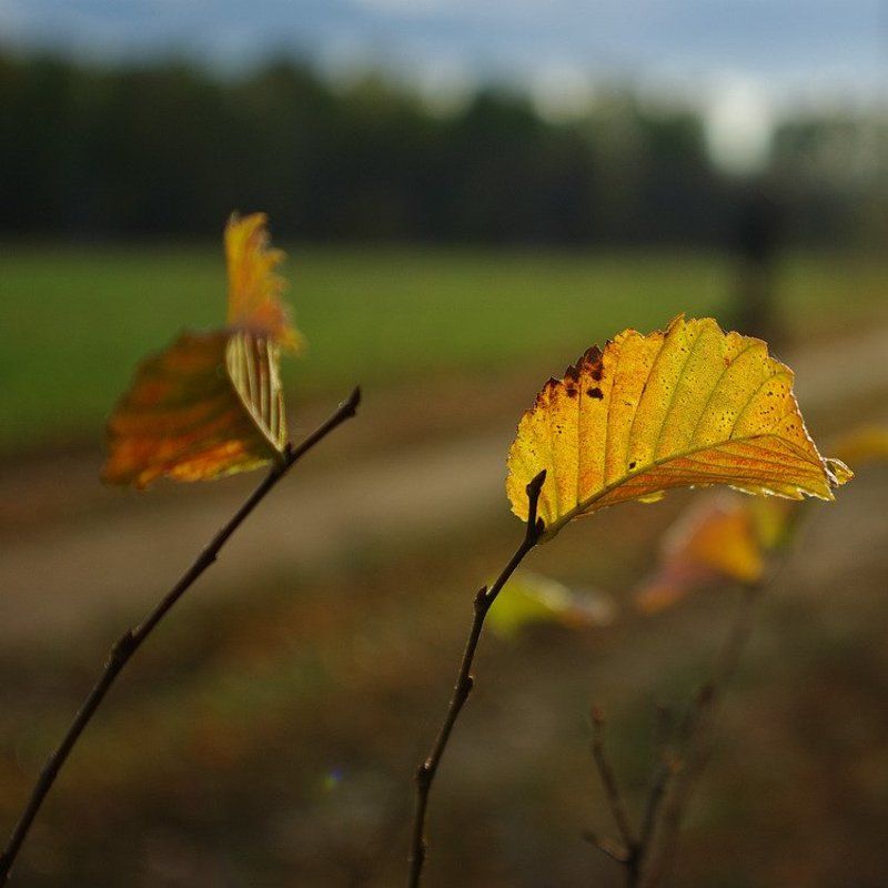 Имажинизм осениphoto preview