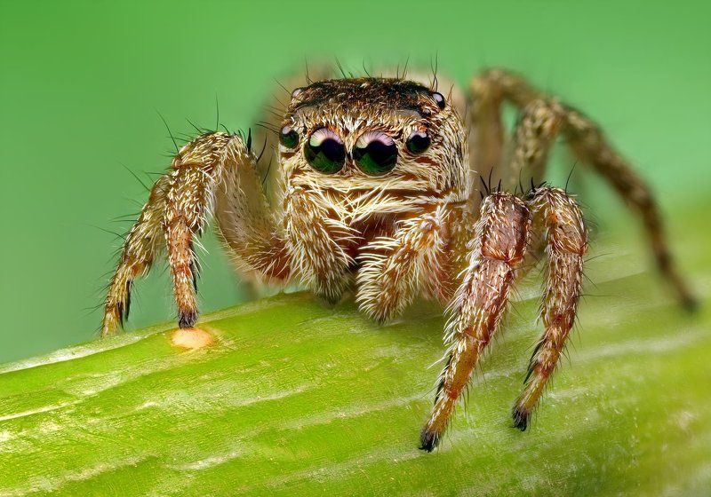 макро, паук-скакунчик Портрет паука-скакунчикаphoto preview