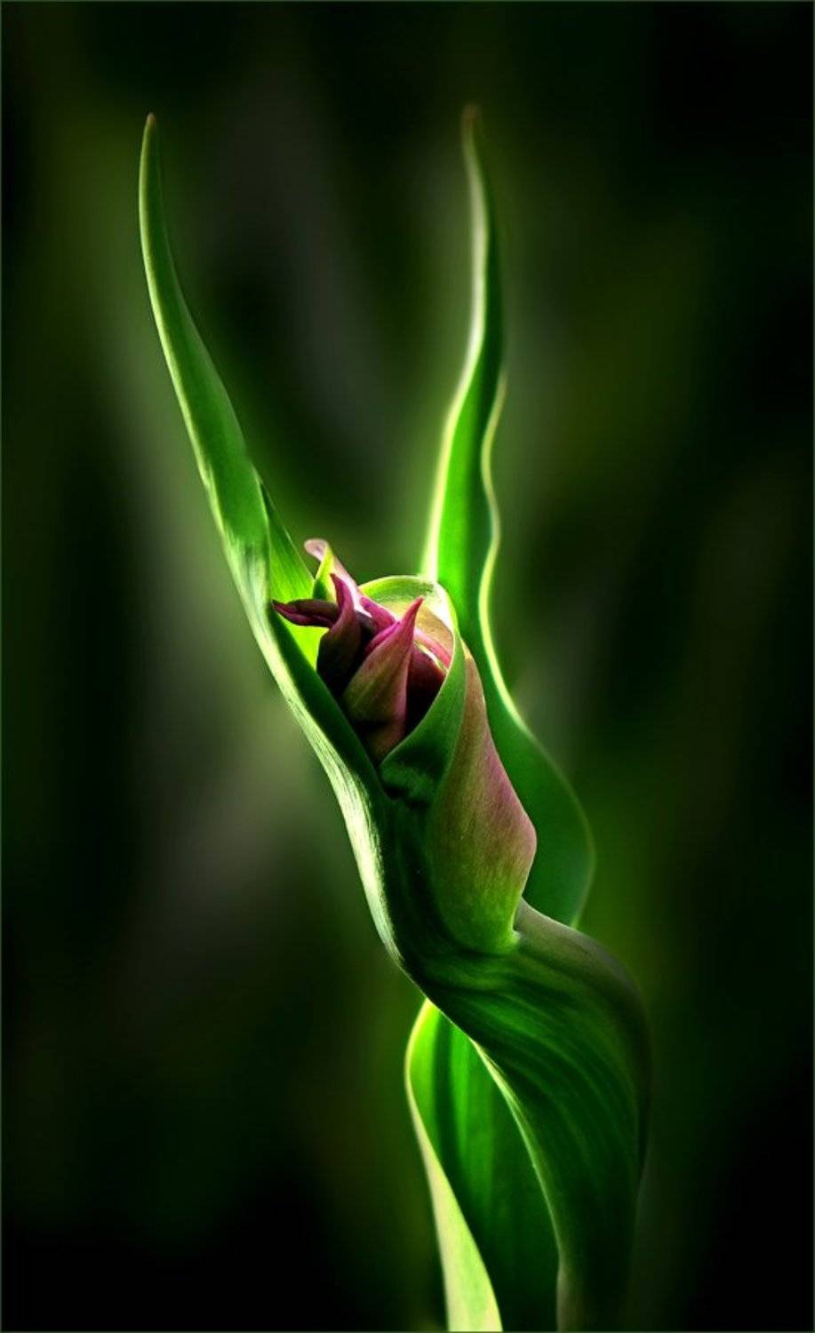 Расправляя крылья... Автор: ЦокоТушка цветы, растение, флора, природа, тюльпан, ЦокоТушка