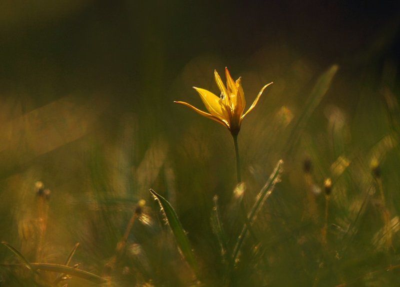 солнце,свет,цветок Утопая в солнечных лучах...photo preview