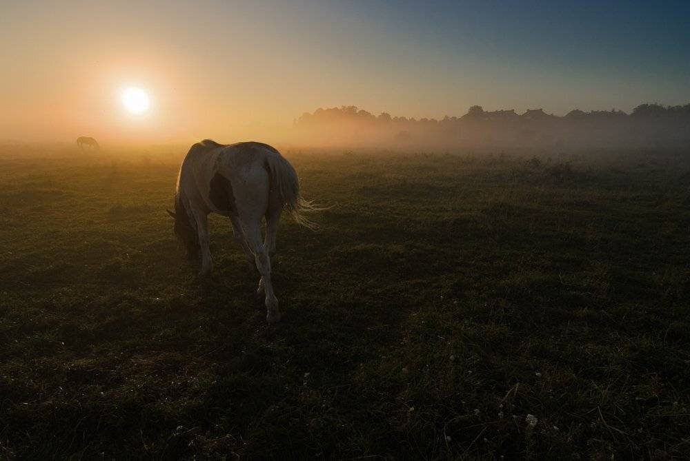 Утро туманное. Автор: Александр Титаренко утро,туман, Александр Титаренко
