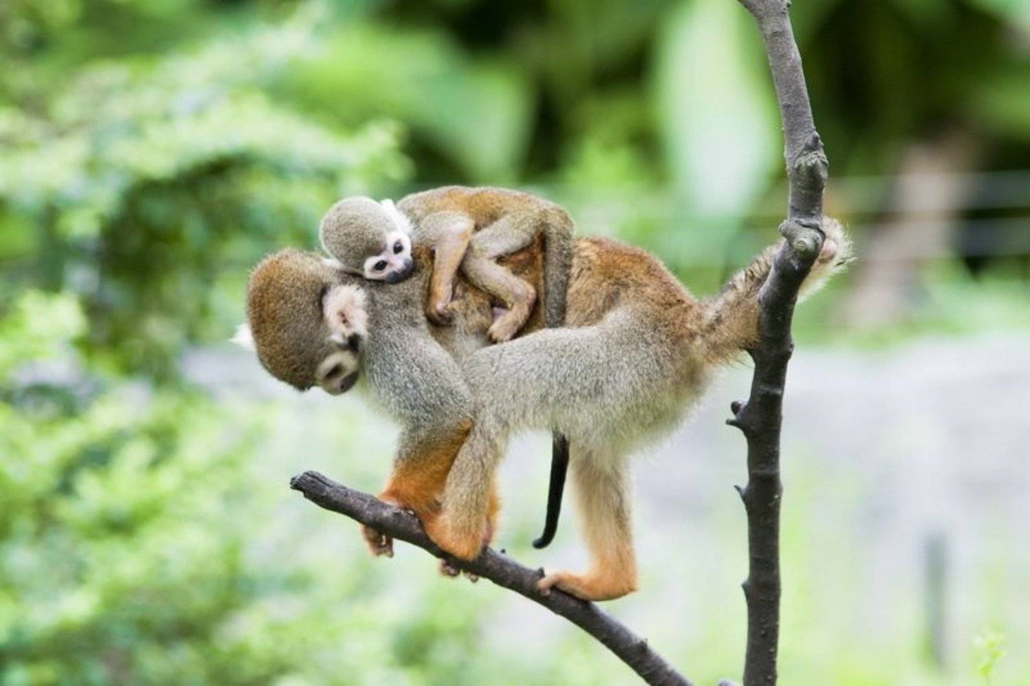 Автор: Артем golden,monkey, Артем