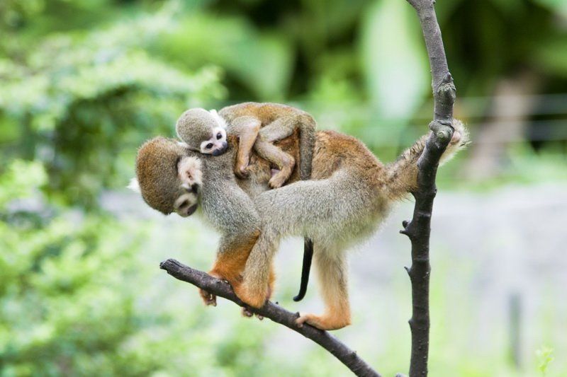 golden,monkey photo preview