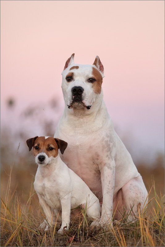 джек, рассел, терьер, стафф, собака, закат, осень Как за каменной стеной...photo preview