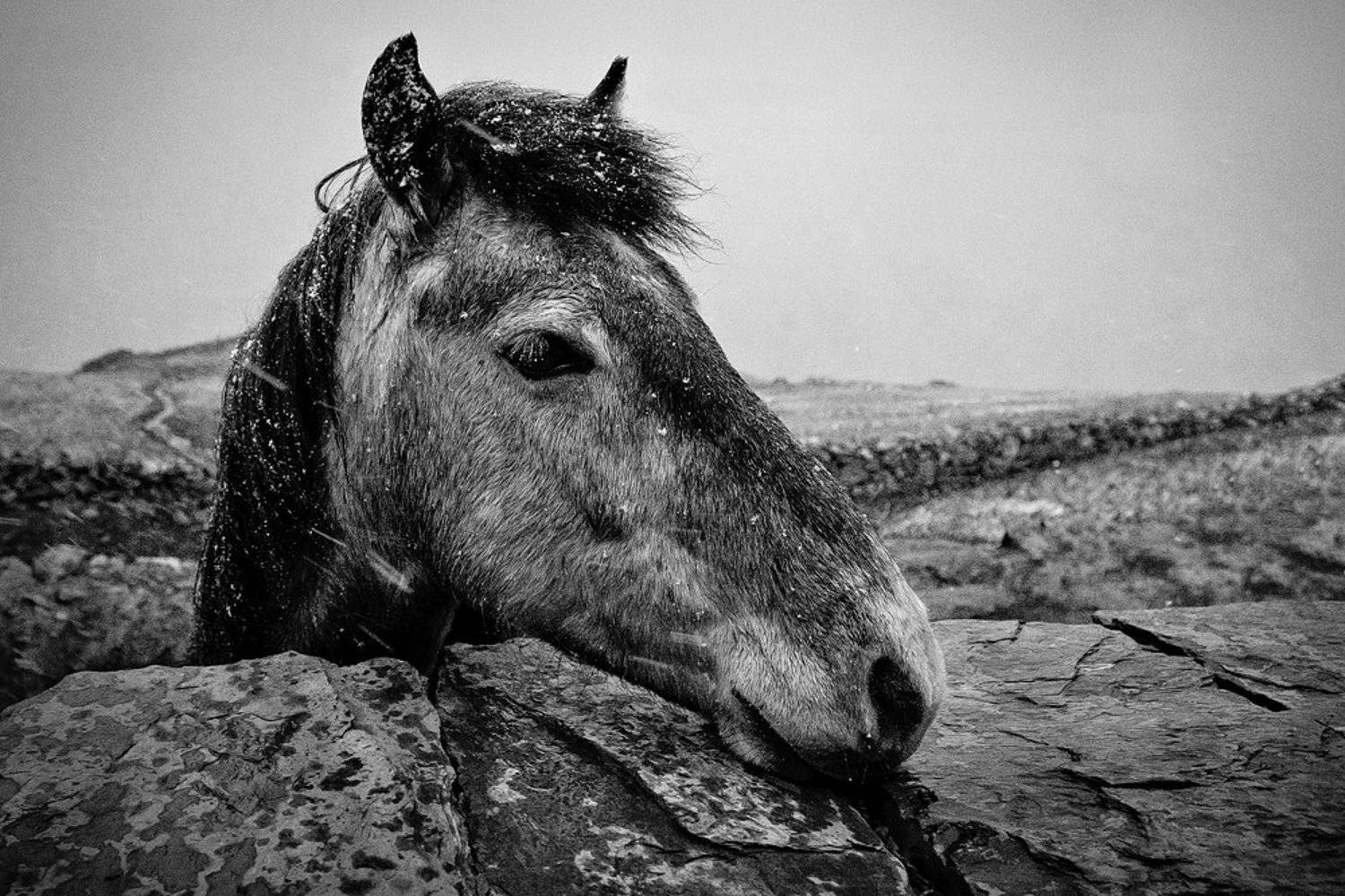 , Роман Николаев