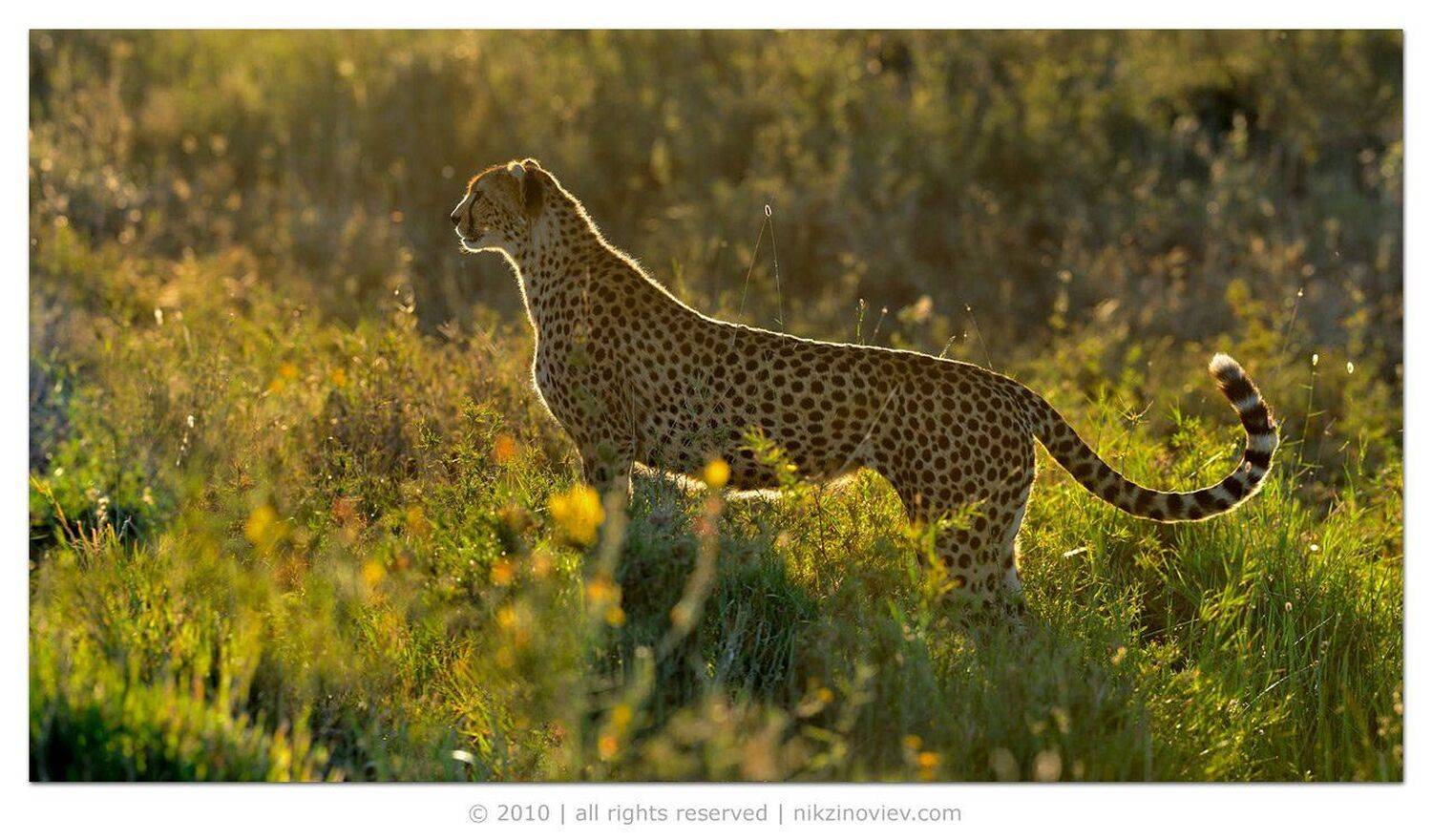 ***. Автор: Николай Зиновьев африка, серенгети, гепард, николай, зиновьев, Николай Зиновьев
