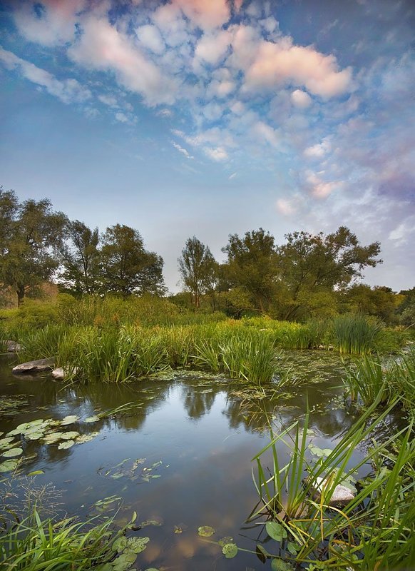 Про запахи лета и шелест листвыphoto preview