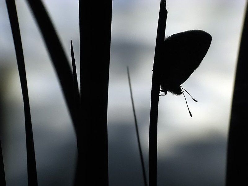 бабочка, голубянка перед бурей фото превью