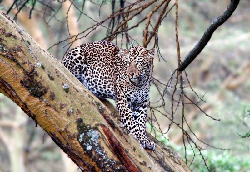 леопард, фотоохота, кения Высоко сижу..photo preview