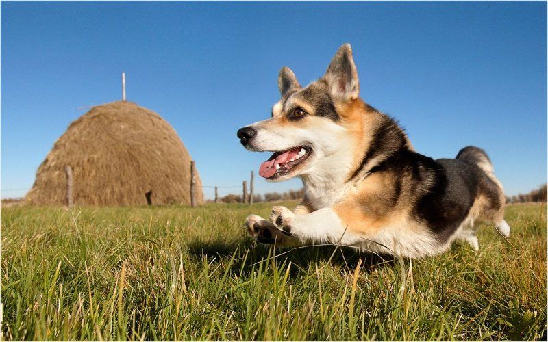 Корги, поле, Собака В полеphoto preview
