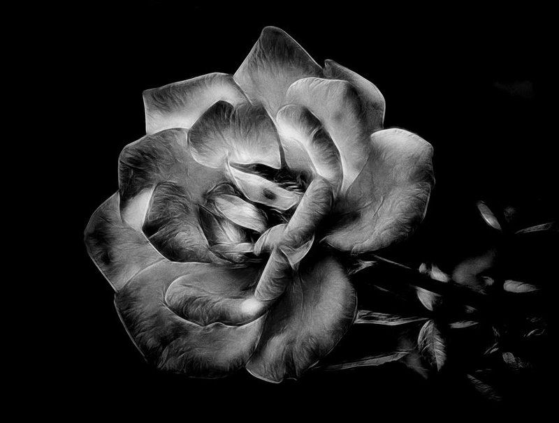 роза, настроение Такая..photo preview