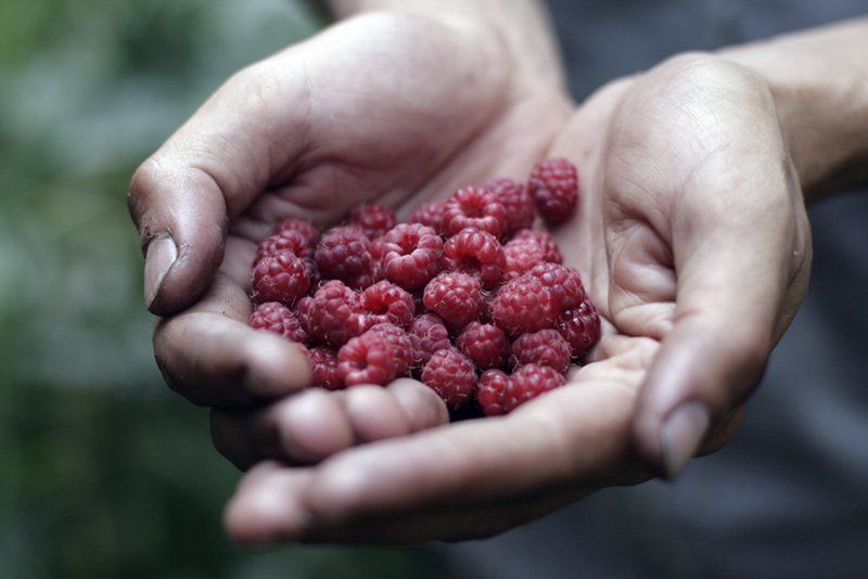 малина, еда, природа, аваляк Мишкина едаphoto preview