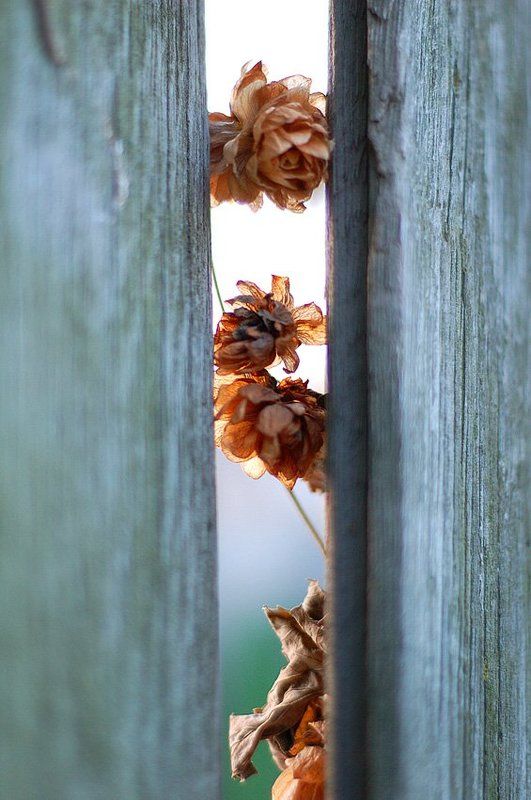 сухоцветы, хмель, осень Осенние цветыphoto preview