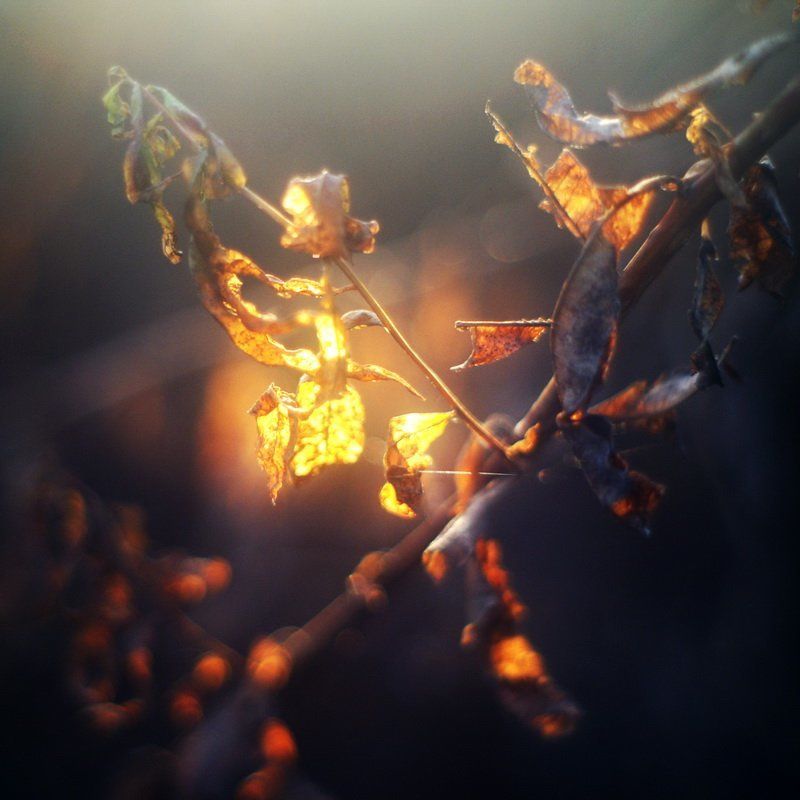 Игры с солнцемphoto preview