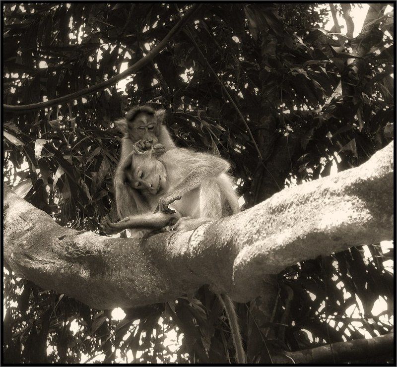 Вот такая нежная любовь :-))) фото превью