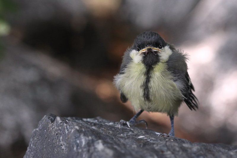 синица, слеток маленький, но важныйphoto preview