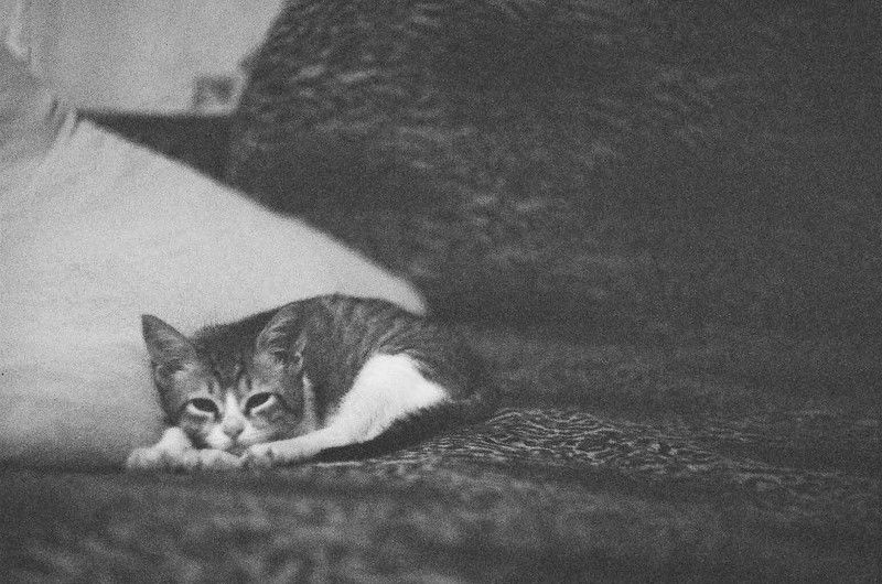 кот, диван, подушка честный котphoto preview