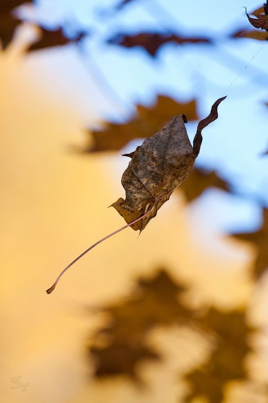 осень, лист, клён Этюдphoto preview