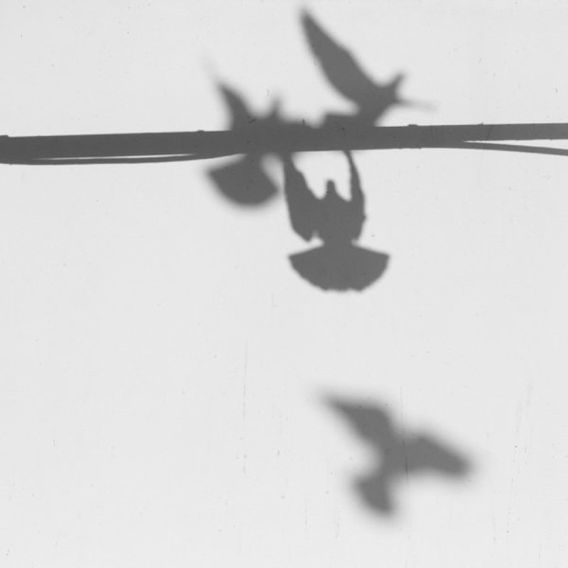 птицы...photo preview