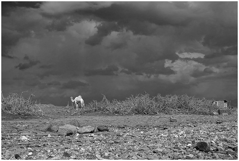 небо, тучи, верблюд, египет Быть грозе...photo preview