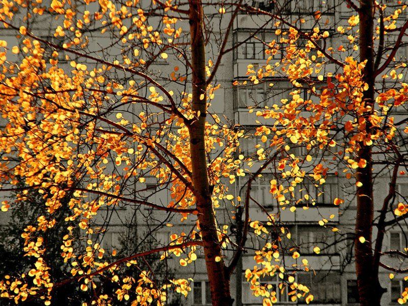 Копилкаphoto preview