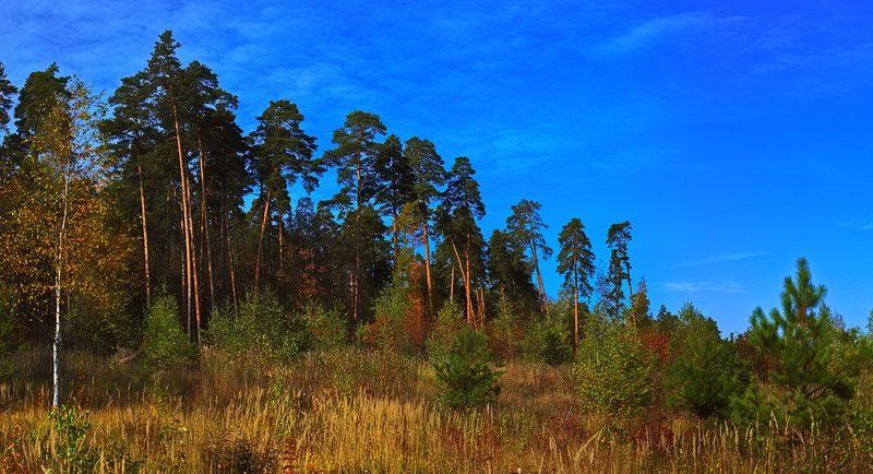 осень, пейзаж, сосны Осень на опушке соснового леса #октябрь2010photo preview