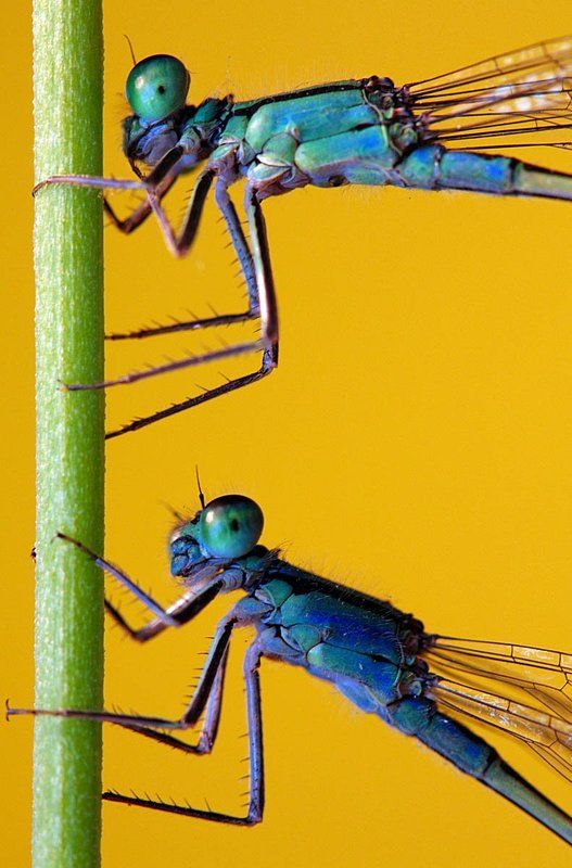 улыбкаphoto preview