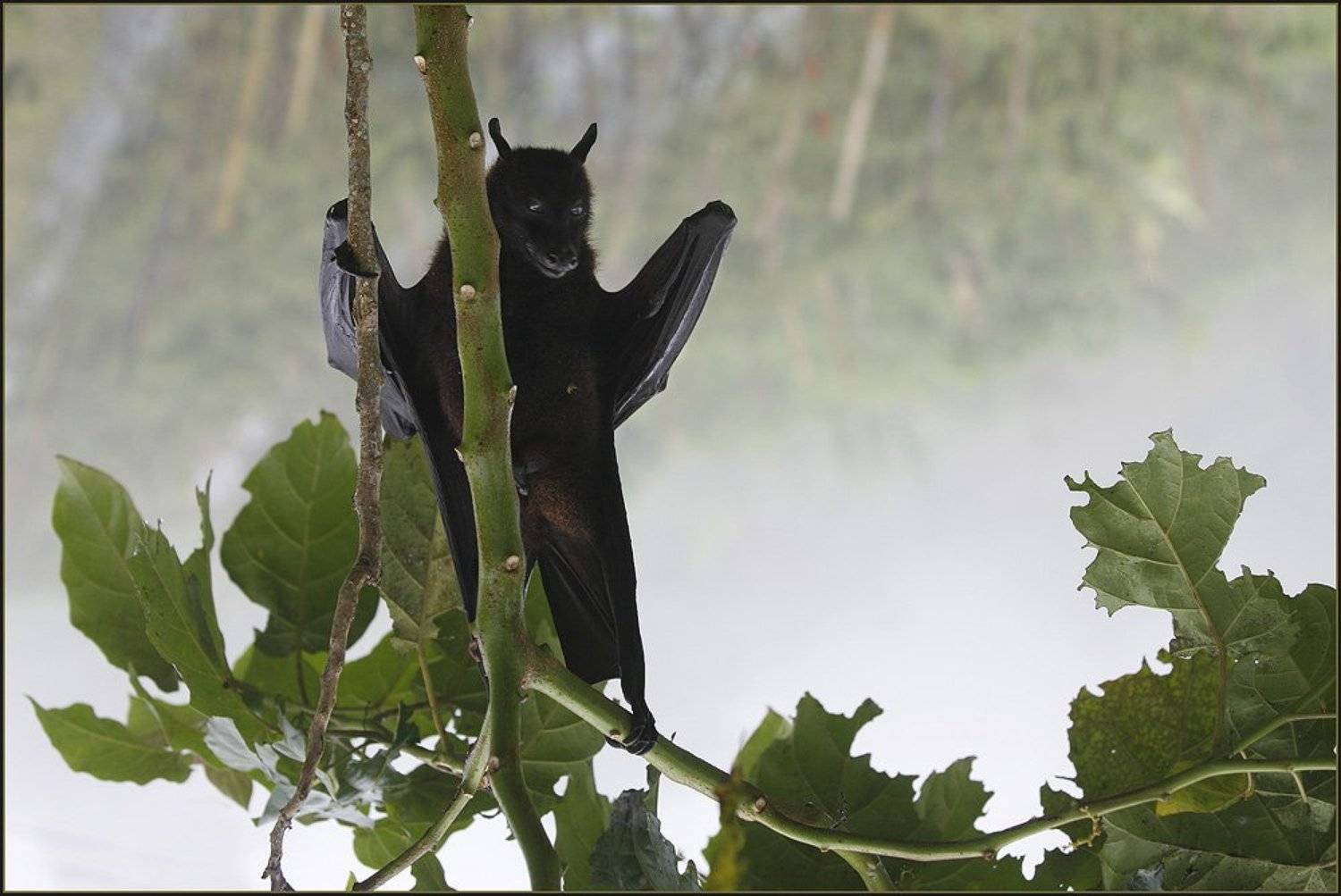 Так рождались легенды. Автор: Ханмурзин Павел бали, летающая, лисица, лес, водопад, ню, Ханмурзин Павел