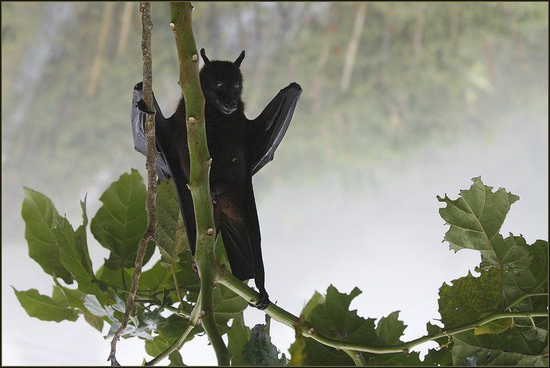 бали, летающая, лисица, лес, водопад, ню Так рождались легендыphoto preview