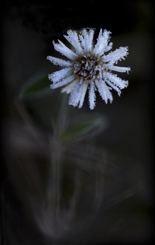 осень, ромашка, иней Frozenphoto preview