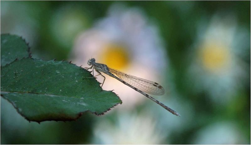 природа Как в это трудно..верить...photo preview