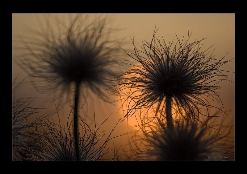 Пушистикиphoto preview