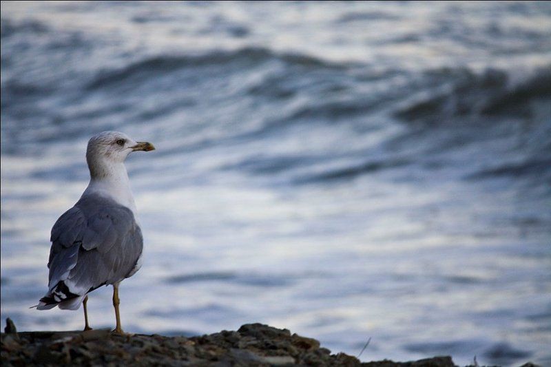 море одиночествоphoto preview