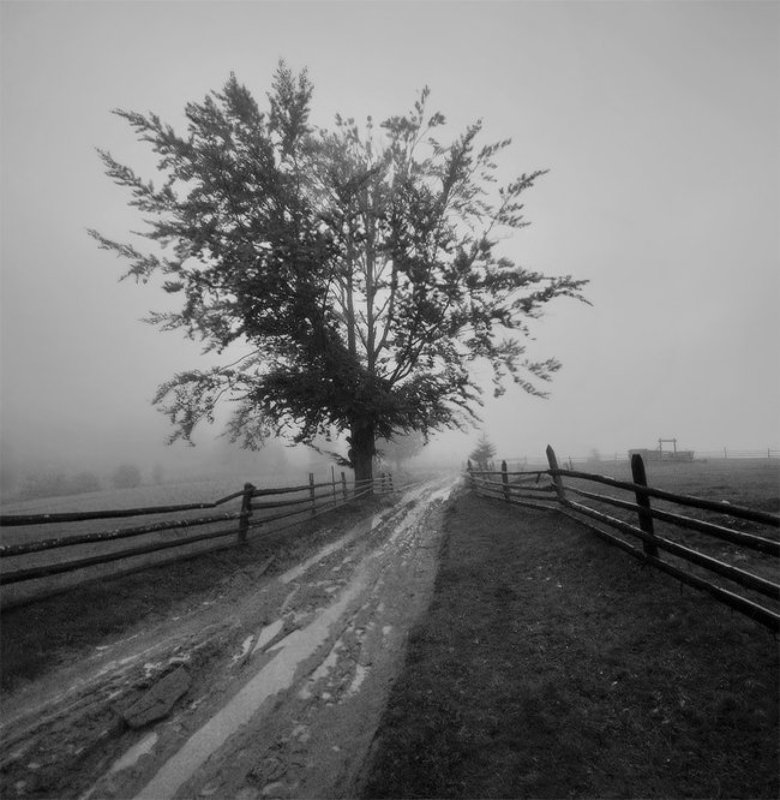 карпаты, природа, туман, пейзаж, горы, свобода, путешествие, панорама *photo preview