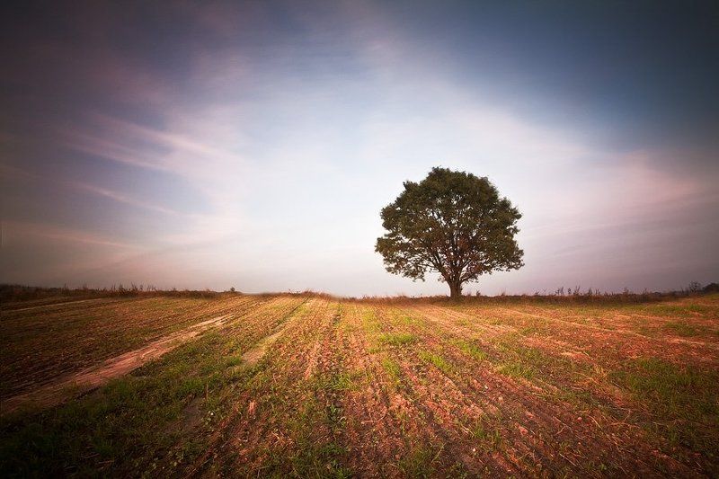 Tree....photo preview