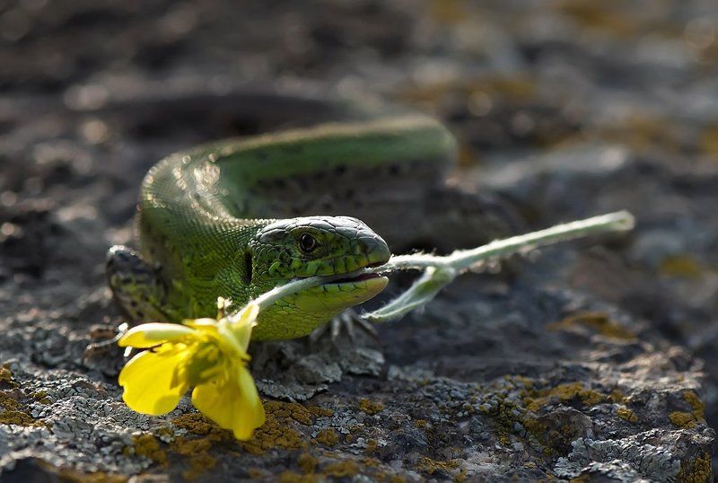 ящерица С благодарностью...photo preview