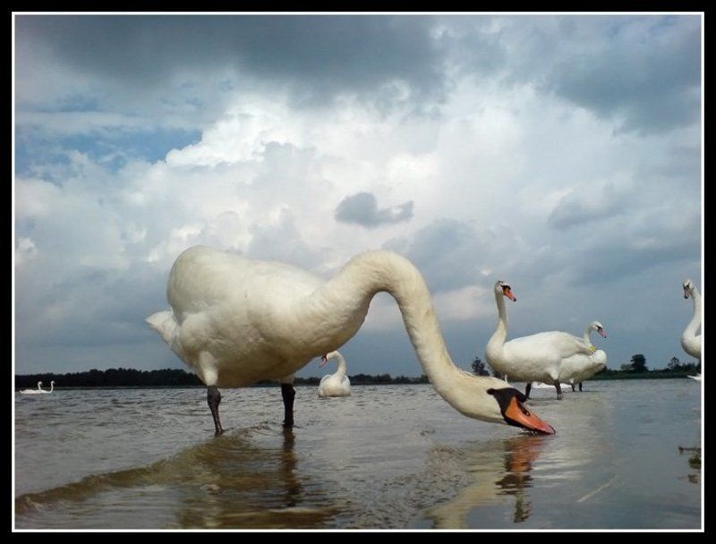 Лебединое озероphoto preview