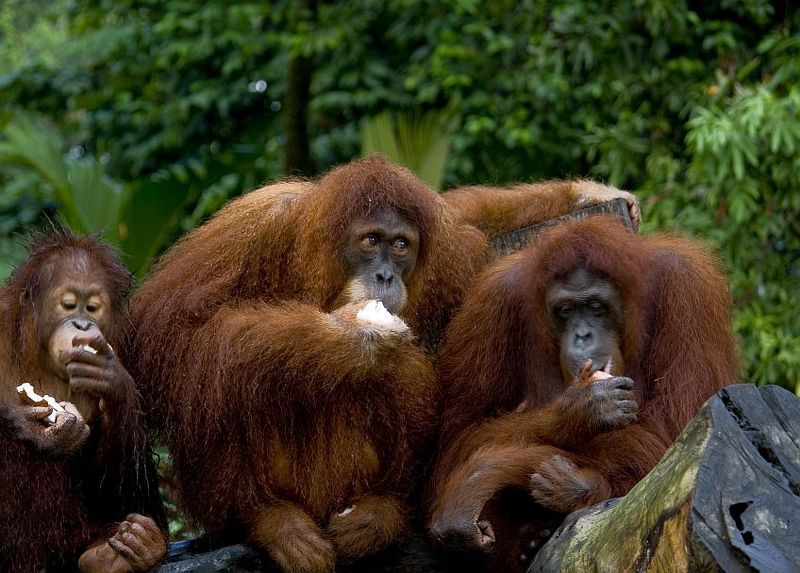 Сидим,жуем или рабочий полденьphoto preview