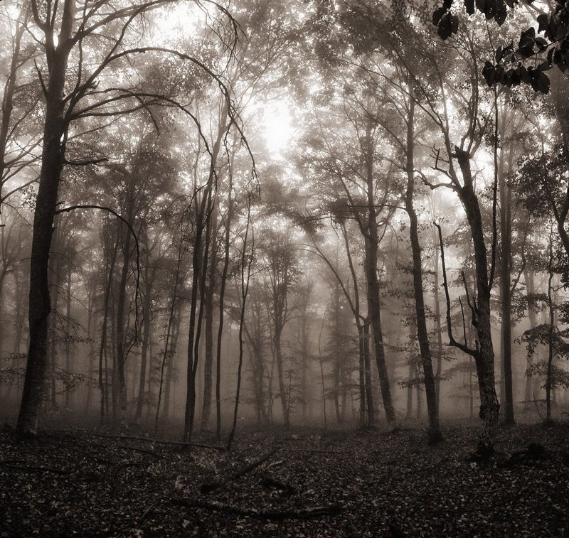 квадрат,туман,лес mysteryphoto preview