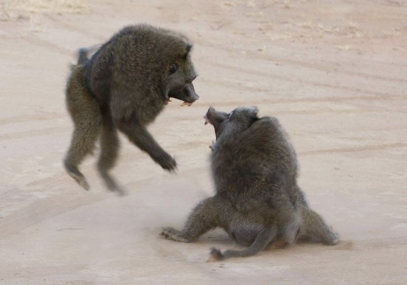 павианы, африка Бабуинобудниphoto preview