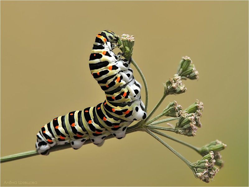 гусеница, махаона Гусеница Махаонаphoto preview