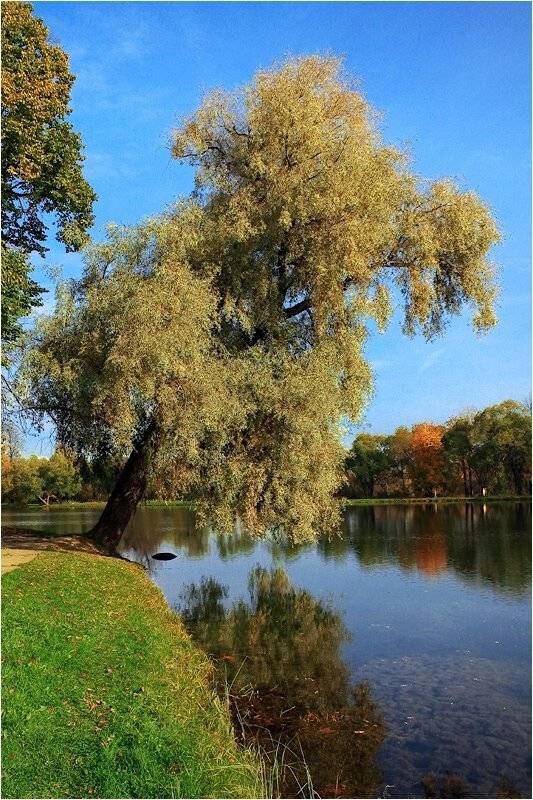 Осень. Автор: Andrey D осень,озеро,, Andrey D