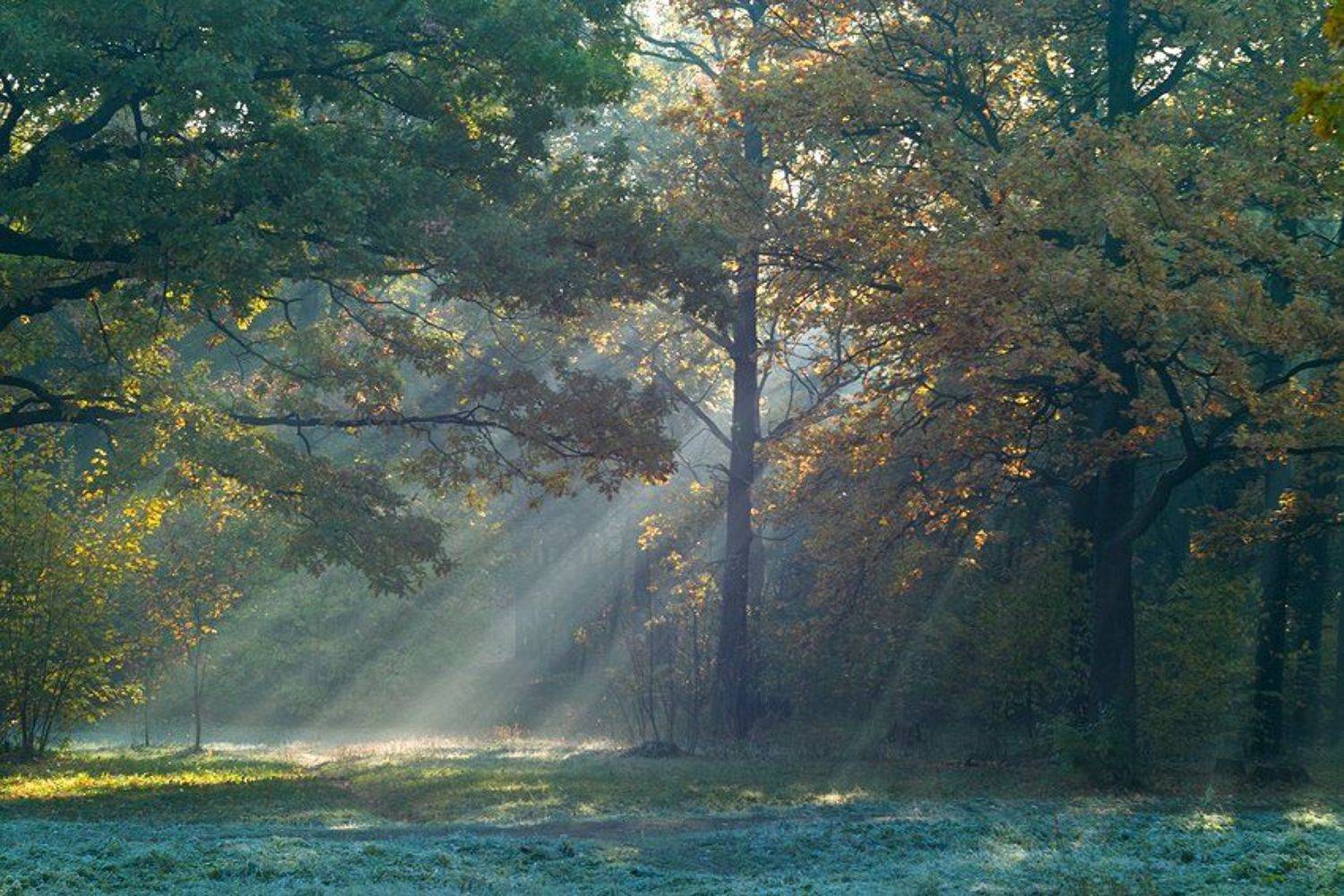 солнечный свет.... Автор: Вадим Казаков , Вадим Казаков