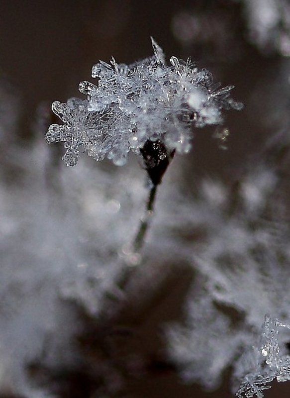 снежинка, цветок Цветочек для Снегурочкиphoto preview