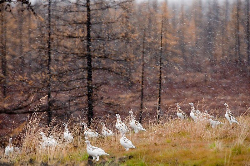 природа, север, осень, пейзаж, животные, птицы, куропатки в ожидании зимыphoto preview