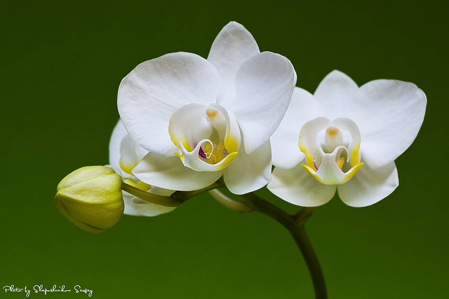 ***. Автор: Sergey Shaposhnikov , Sergey Shaposhnikov