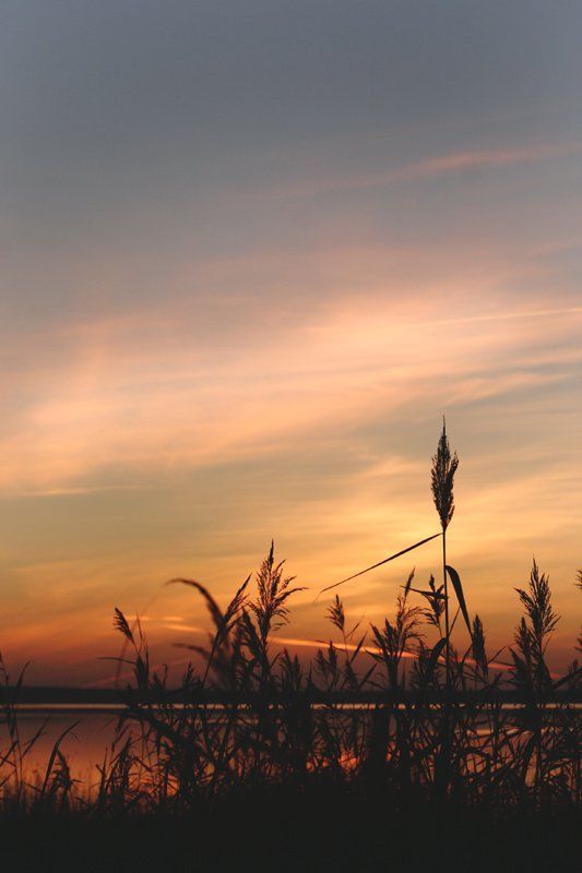 закат, природа, небо, трава, плещеево озеро Траваphoto preview